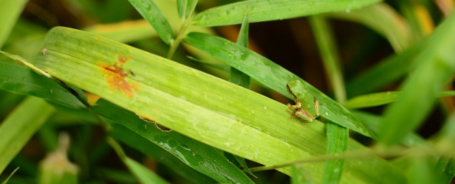 梅雨をたのしむカエル