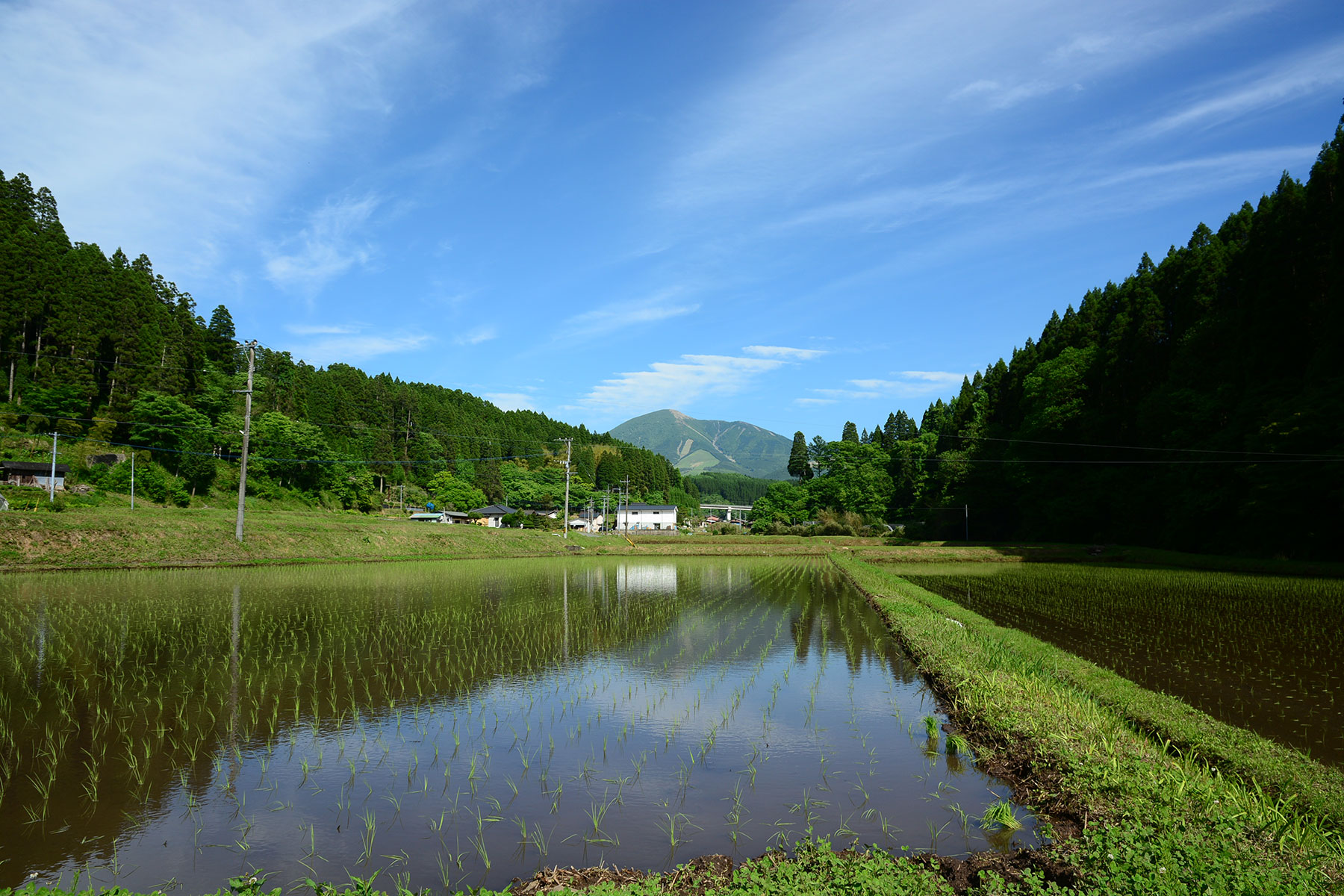 田植えあとの水田と涌蓋山